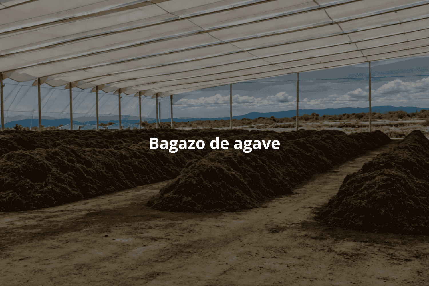 Bagazo de agave