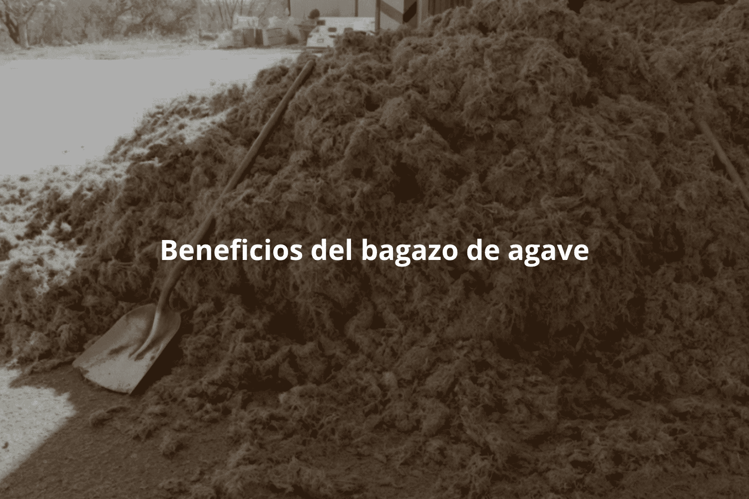 Beneficios del bagazo de agave