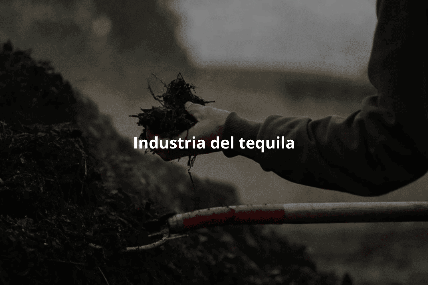 Industria del tequila