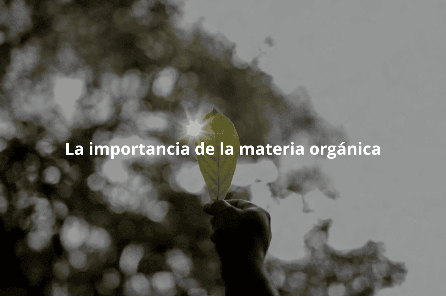 La importancia de la materia orgánica