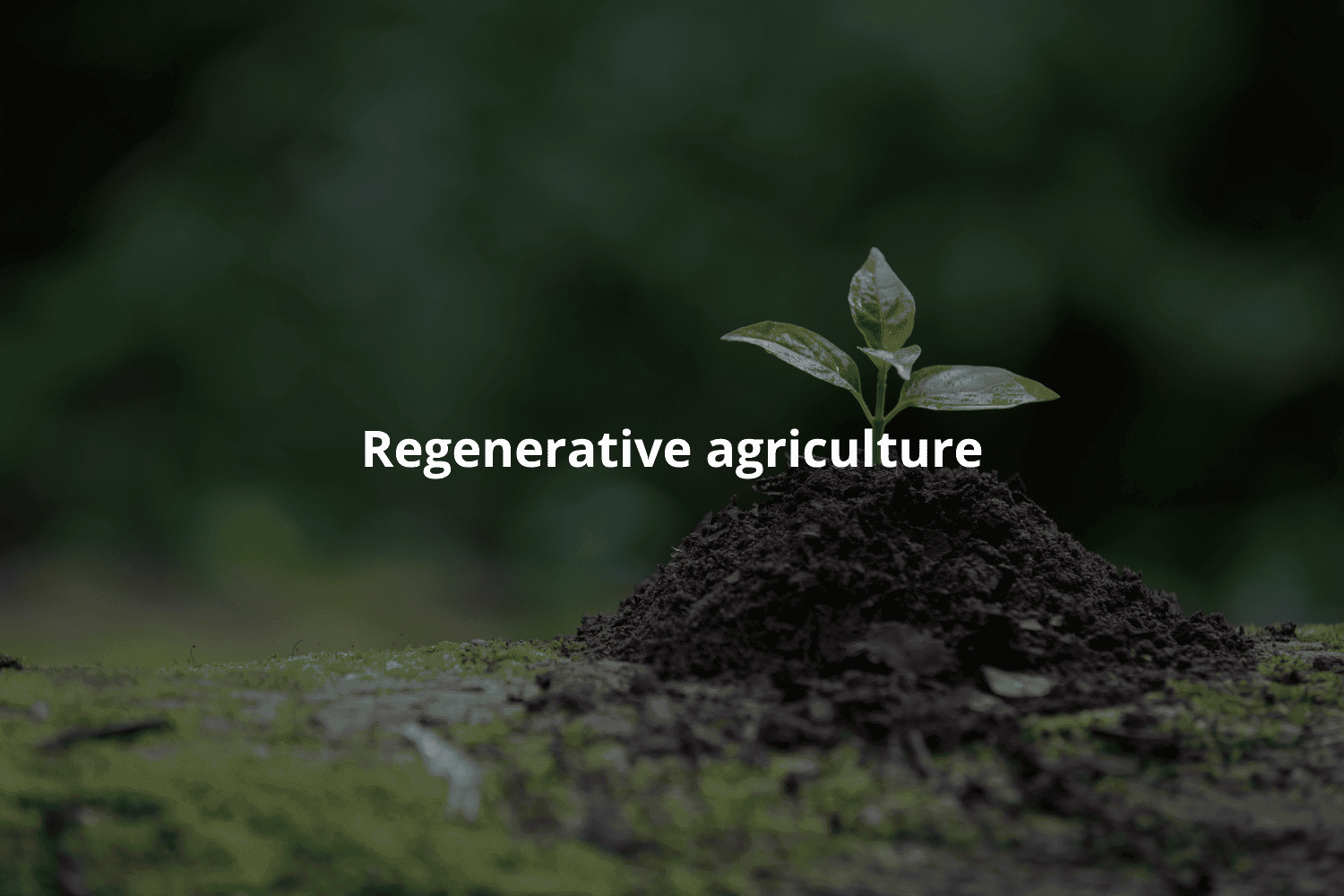 Regenerative Agriculture: The Key to Strengthening Agricultural Production