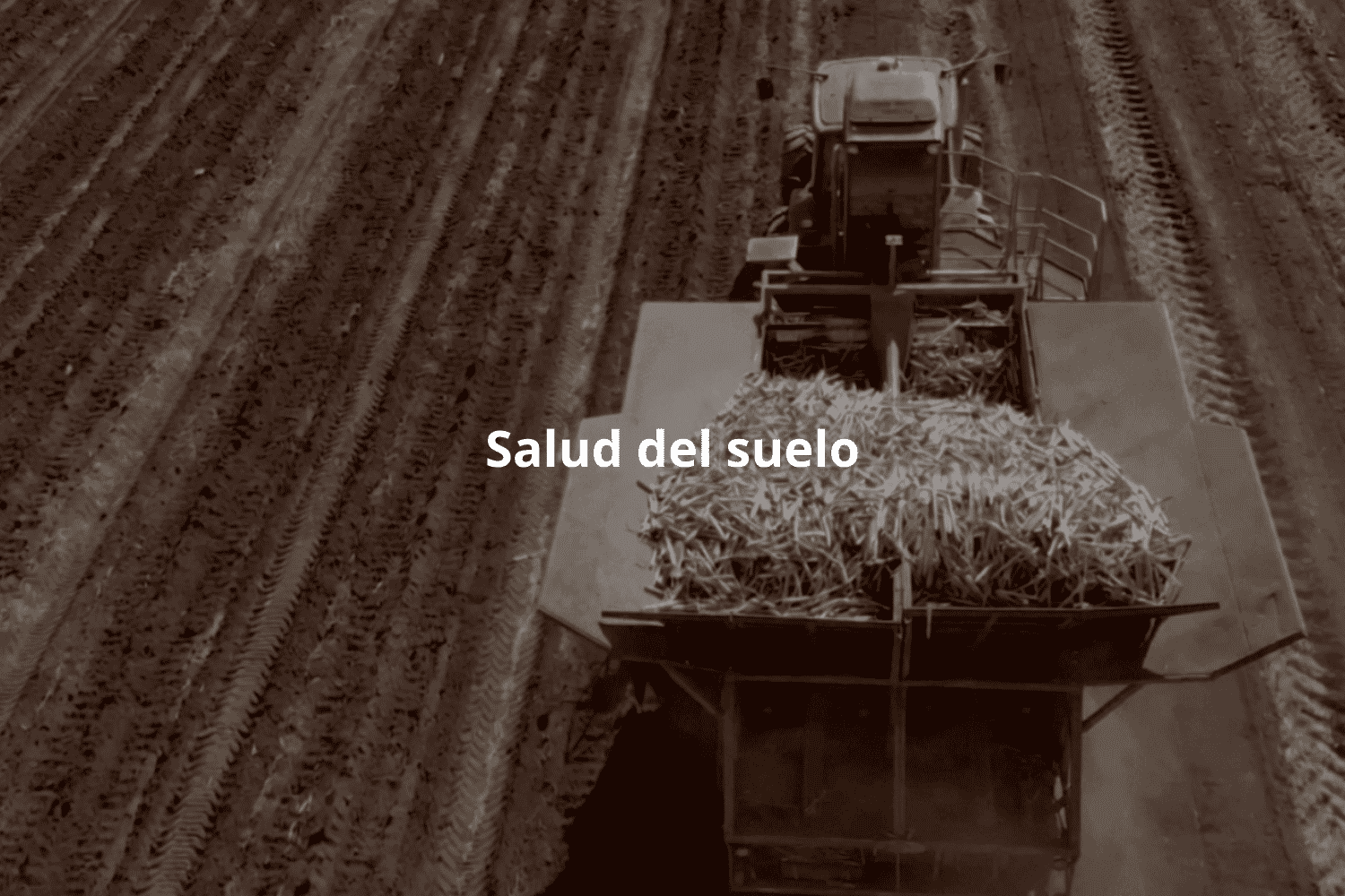 Salud del suelo