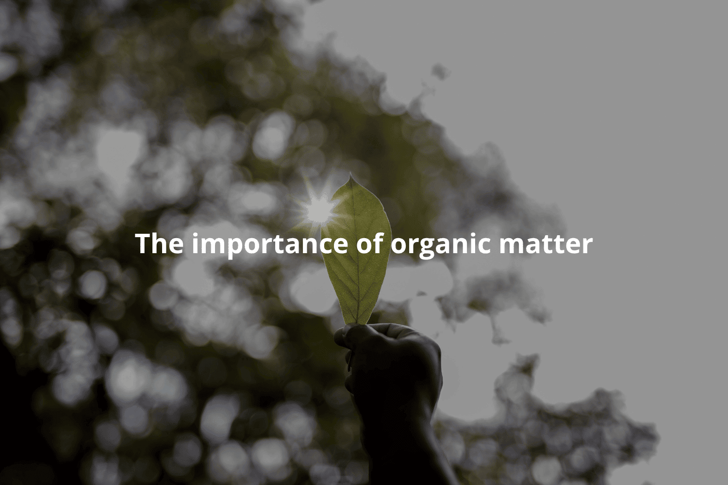 The Importance of Organic Matter for Soil Health