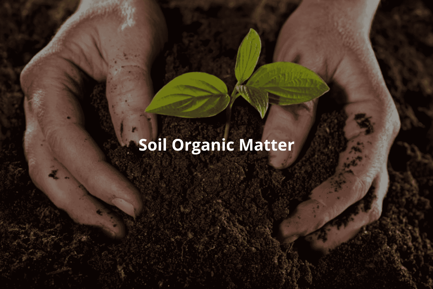 Soil organic matter supporting healthy agricultural soil